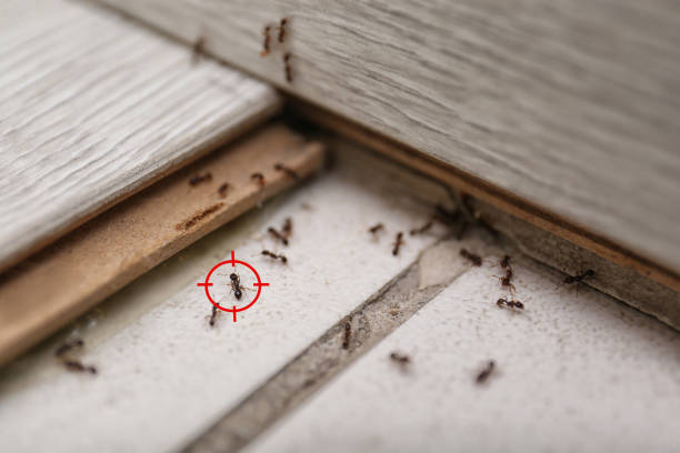 Best Pest Inspection Near Me  in Newington, VA