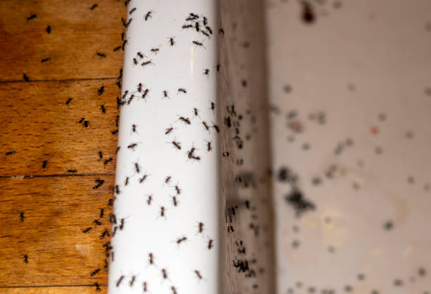 Best Exterminator Services  in Newington, VA