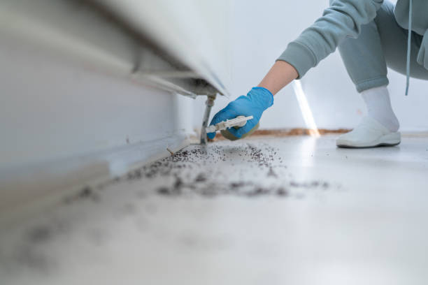 Best Flea Control Services  in Newington, VA